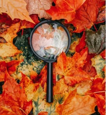 Image of magnifying glass on leaves.