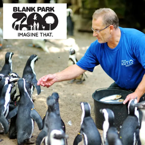 A zookeeper hand-feeds a group of penguins. The Blank Park Zoo logo is in the top left corner.