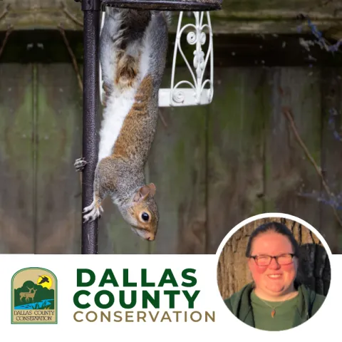 A squirrel climbs down from a bird feeder. Below is the logo for Dallas County Conservation and the headshot of a cheerful looking white woman.