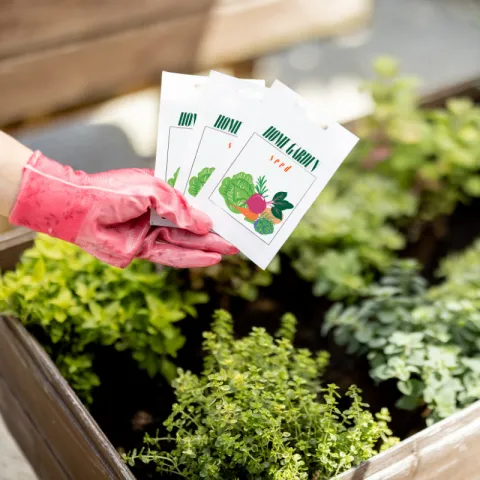 a hand in a red garden glove holds three packs of seeds over a garden bed.